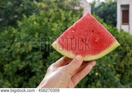 Pink Triangle Watermelon Slice In Hand In Front Of The Greenth