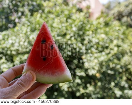 Red Triangle Watermelon Slice With Black Seeds In Hand In Front Of Blurred Greenth