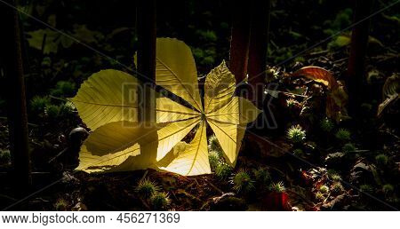 Yellow Chestnut (castanea Sativa) Leaf In The Sunlight. Spanish Chestnut Foliage.