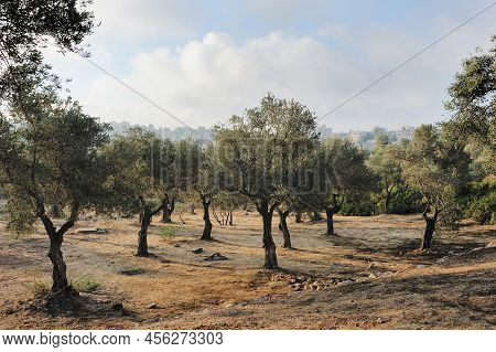 Park In Jerusalem, A Bit Of Nature In The City Center Near The Knesset