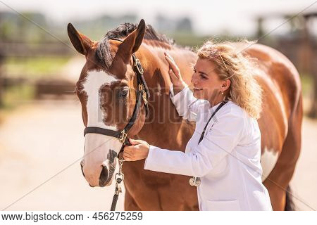 Vet Gets To Know The Horse And Befriends It Before The Medical Check.