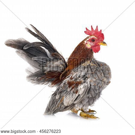 Malaysian Serama In Front Of White Background