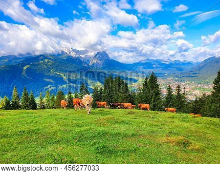 Cows Graze On An Alpine Meadow Above Garmisch-partenkirchen. Garmisch Partenkirchen Is An Alpine Ski