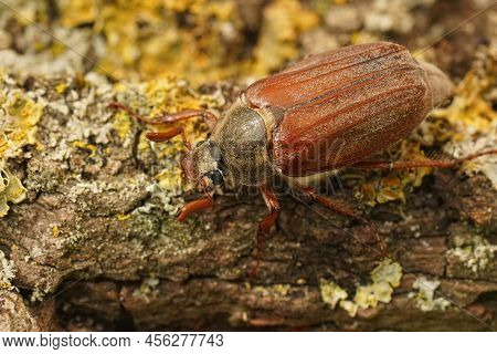 Detailed Closeup On A White Grub Cockchafer. Melolontha Melolontha On Lichen Covered Wood