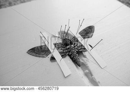 Pinned Tomato Hornworm Moth With Wings Spread On A Foam Board