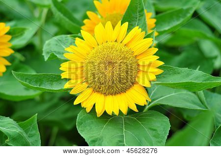 Gele zonnebloem
