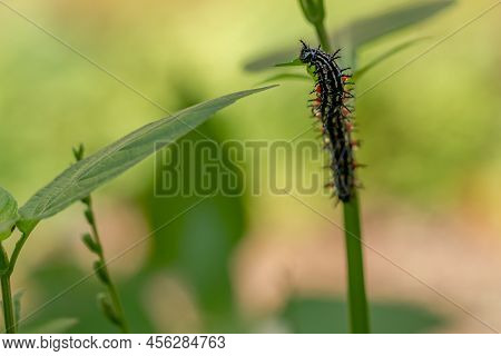 Caterpillar Named Thorn Caterpillar Which Has A Color Combination Of Black And Striking Red Circles,