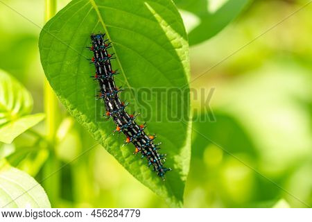 Caterpillar Named Thorn Caterpillar Which Has A Color Combination Of Black And Striking Red Circles,