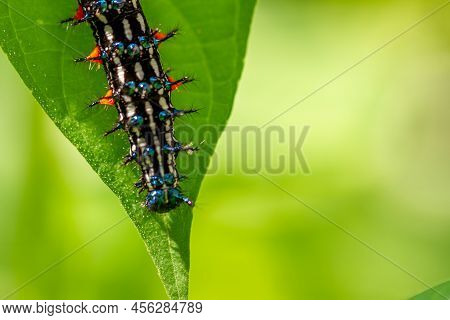 Caterpillar Named Thorn Caterpillar Which Has A Color Combination Of Black And Striking Red Circles,
