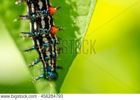 Caterpillar Named Thorn Caterpillar Which Has A Color Combination Of Black And Striking Red Circles,
