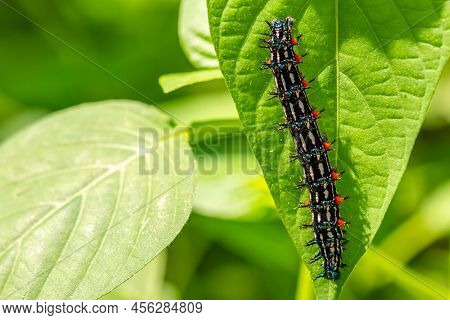 Caterpillar Named Thorn Caterpillar Which Has A Color Combination Of Black And Striking Red Circles,