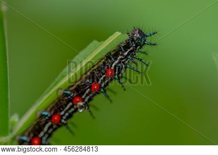 Caterpillar Named Thorn Caterpillar Which Has A Color Combination Of Black And Striking Red Circles,