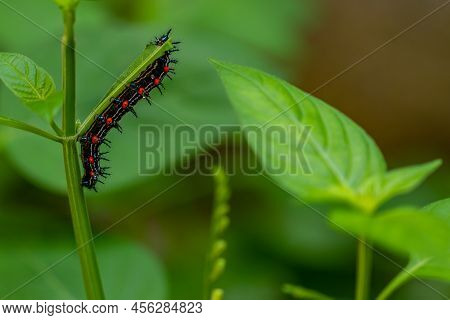 Caterpillar Named Thorn Caterpillar Which Has A Color Combination Of Black And Striking Red Circles,