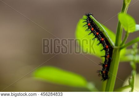 Caterpillar Named Thorn Caterpillar Which Has A Color Combination Of Black And Striking Red Circles,