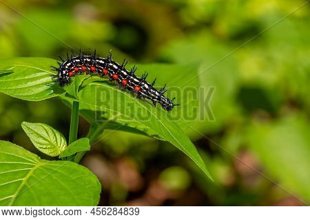 Caterpillar Named Thorn Caterpillar Which Has A Color Combination Of Black And Striking Red Circles,