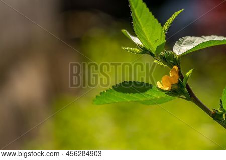 Green Grass Called Common Wireweed, Has Small Yellow Flowers, Green Leaves And Stems