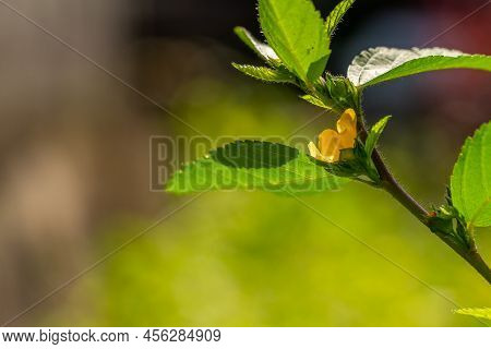 Green Grass Called Common Wireweed, Has Small Yellow Flowers, Green Leaves And Stems