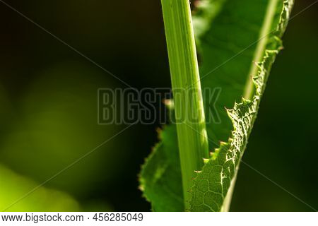The Leaves Of A Wild Grass Called Perennial Sow Thistle, Have A Rough Surface And Are Green, Usually