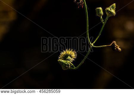 A Wild Grass Flower Called Perennial Sow Thistle, The Buds Are Green Which If They Open Will Turn Ye