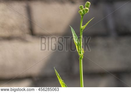 A Wild Grass Flower Called Perennial Sow Thistle, The Buds Are Green Which If They Open Will Turn Ye