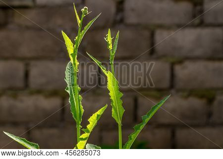 A Wild Grass Flower Called Perennial Sow Thistle, The Buds Are Green Which If They Open Will Turn Ye