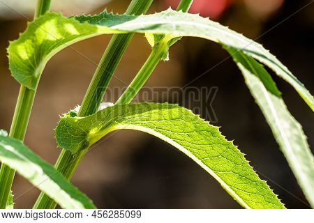 The Leaves Of A Wild Grass Called Perennial Sow Thistle, Have A Rough Surface And Are Green, Usually