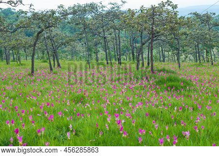 Siam Tulip Flower Or Krachiew Flowers, Curcuma Sessilis Flowers Field Are Blooming In Beautyful Natu