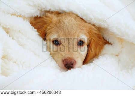 Hovawart Puppy. Cute Muzzle Sleeping Puppy Looks Out From Under White Blankets.