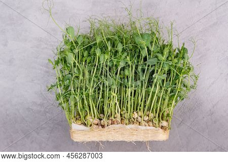 Seed Germination At Home. Vegan And Healthy Eating. Germinated Microgreens Pea On A Mat. Sprouting M
