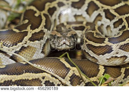 Snake Burmese Python Molurus Bivittatus In The Wild