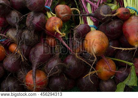 Closeup Of Bunches Of Purple And Golden Organic Beets With Green Leaves Piled On Farmers Market Stan