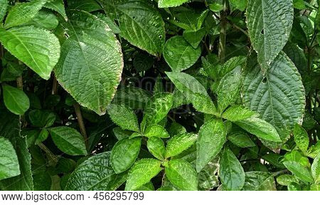 Beautiful Natural Green Leaves Of Strobilanthes Crispa. Nature Background Design. Leaves Background.