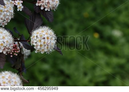 Flowering Bush Bubbleweed Viburnum In The Garden.