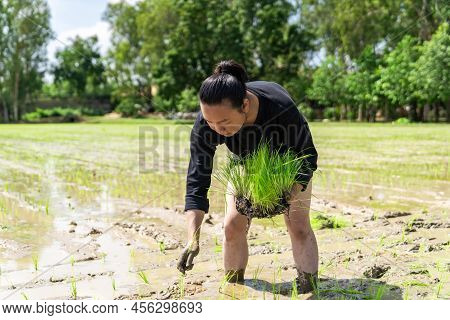 Amateur Asian Man Tests And Tries To Transplant Rice Seedlings In Paddy Rice Field In The Open Sky D