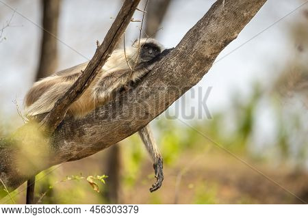 Gray Or Hanuman Langurs Or Indian Langur Or Monkey Resting Or Siesta On Tree In Summer Season Ungle 