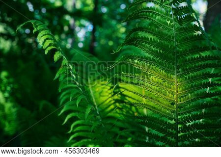 Beautiful Fern Leaves In Sun Light, Green Foliage Natural Foliage, Fern Flower Background. Sunlight 