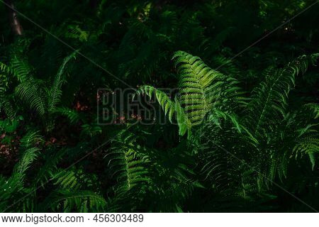 Summer Green Texture Or Background Of Ferns Growing In The Forest. Fern Leaves Illuminate The Rays O