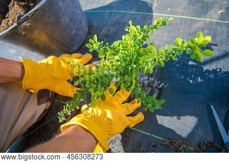 Closeup Of The Phyllanthaceae Flowering Plant Being Planted In Secured With Agrotextile Ground Durin