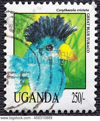 Uganda - Circa 1992: Post Stamp 50 Ugandan Shillings Printed By Republic Of Uganda, Shows Great Blue