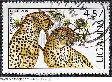 Uganda - Circa 1987: A Stamp Printed In Uganda Depicts Leopards, Doum Palm, Cheetahs.