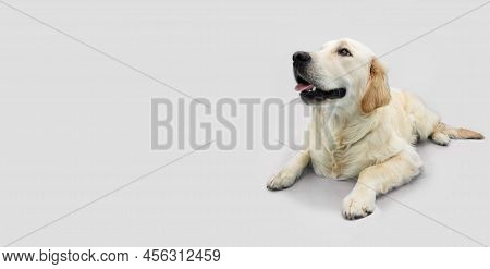 Labrador Retriever  Lying Down And Looking Away. Isolated On Whitel Background
