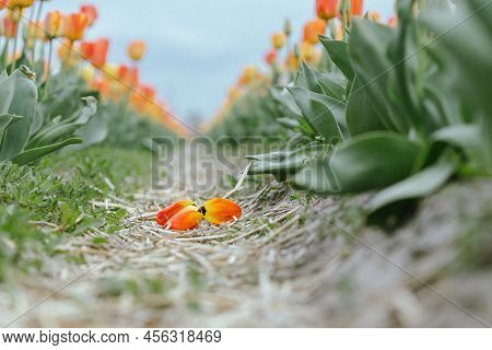 Beautiful Tulip Macro With A Red Bulbfield In The Background In Spring In Holland