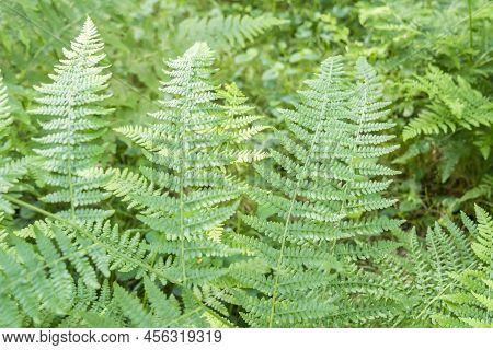 Fern Detail In The Fresh Shaded Forest.