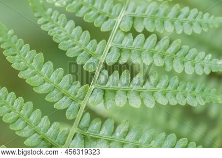 Fern Detail In The Fresh Shaded Forest.