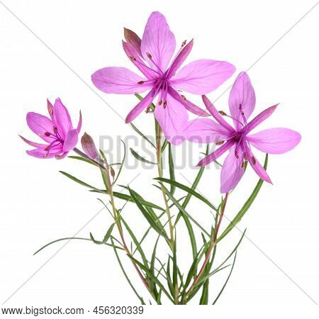 Pink Alpine Willowherb Flowers Isolated On White