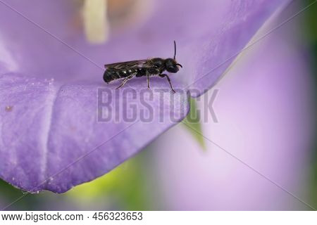 Close Up On A Small Scissor Bee, Chelostoma Campanulorum Sittng Inside A Blue Bell Flower, Campanula