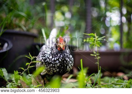 Close Up To Silver White Male Sebright Chick In The Blur Bokeh Green Garden Background.