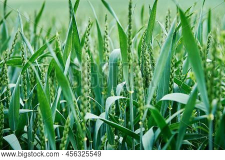 Food Crisis And World Hunger Concept, Green Field With Wheat Ears, Growing Wheat Sprouts Closeup, Ha