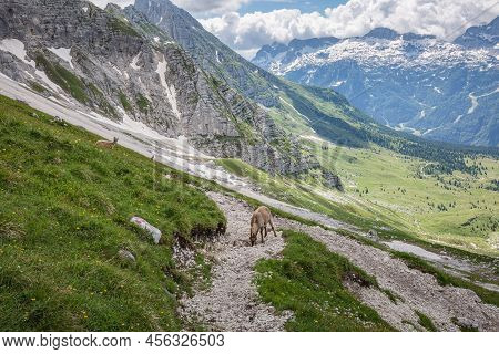 Beautiful Nature. Mountain Hiking Trail Road. Italy Malga Montasio Forca Disteis