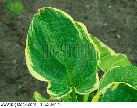 Garden After The Rain. The Large, Fleshy Leaves Of The Ornamental Hosta Funkia Plant Are Wet, They A